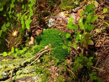 Orman yosunu, yeşil yosun.