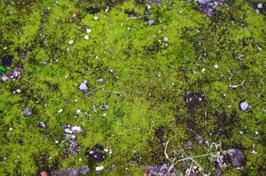 Orman yosunu, yeşil yosun.