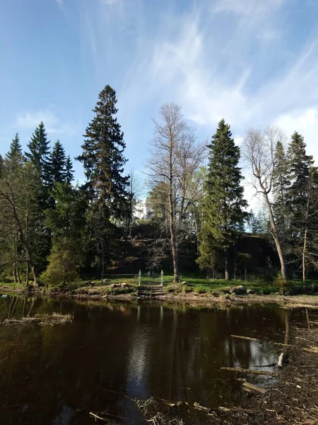 Sjön Älven Och Träden Våren Sommar — Stockfoto