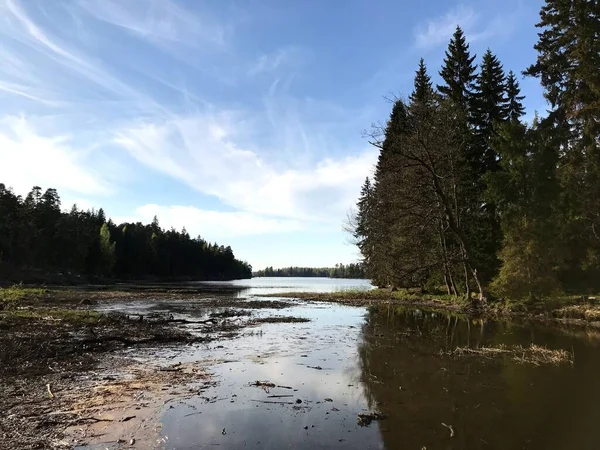 Lake River Trees Spring Summer — Stock Photo, Image