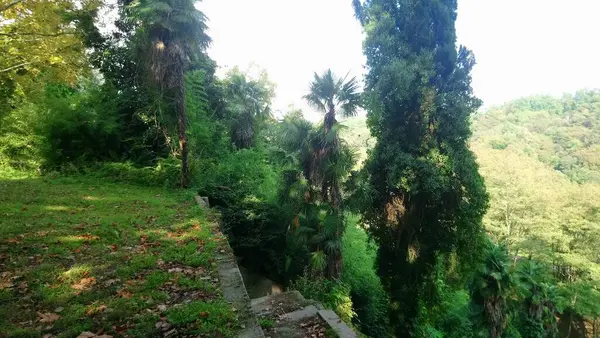 Bela Floresta Parque Árvores Grama Andando Natureza — Fotografia de Stock