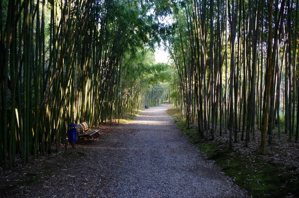 Bella Foresta Parco Alberi Erba Passeggiando Nella Natura — Foto Stock