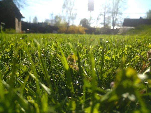 Lawn Grass Sunlight Garden Sky — Stock Photo, Image
