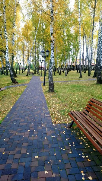 Beautiful Colorful Autumn Leaves Fallen Leaves Autumn Park — Stock Photo, Image