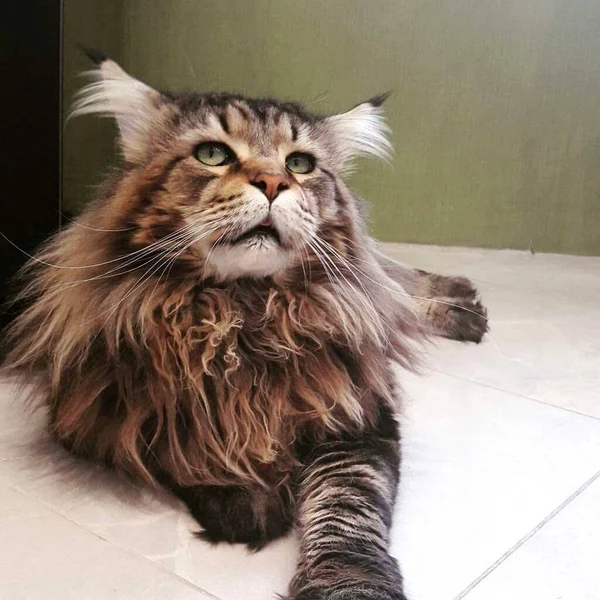 Duży Piękny Maine Coon Ładny Puszysty Kot Szaro Brązowy Kot — Zdjęcie stockowe