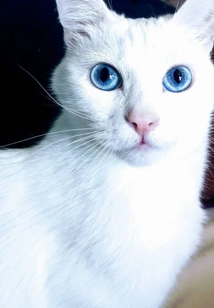 Gato Blanco Con Ojos Azules —  Fotos de Stock