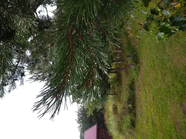 Rainy day in the park, raindrops on tree branches