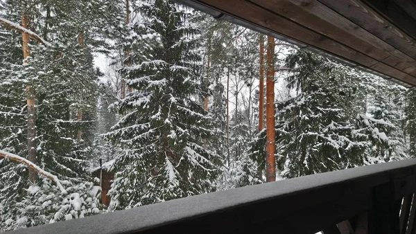 雪の中で冬に巨大な松の木 — ストック写真