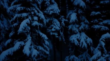 Geceleri karlı Woodland taşıma
