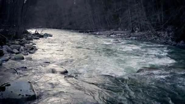 Pan omhoog uit de rivier naar bos In avond — Stockvideo