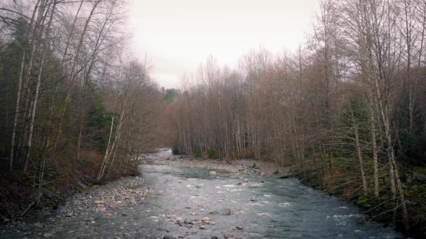 Río ancho en los bosques de la tarde — Vídeos de Stock