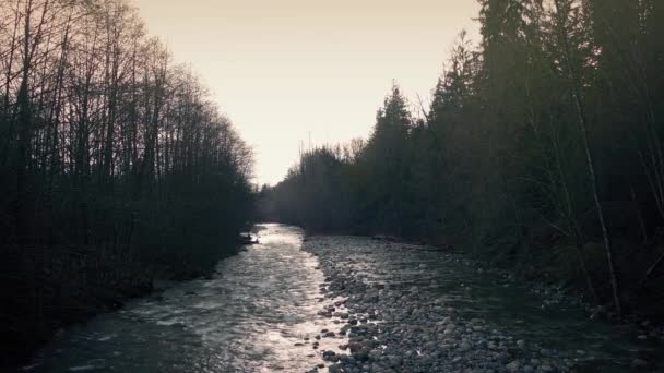 Rivière à travers la forêt au crépuscule — Video