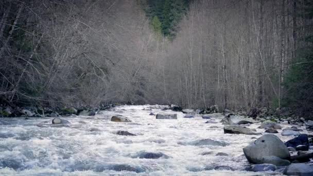 Široká řeka přes zimní Les — Stock video