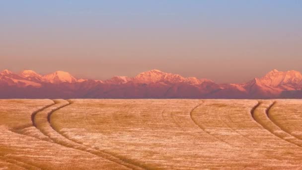 Pšeničné pole poblíž hory při západu slunce — Stock video
