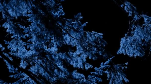 Ветви деревьев, раскачивающиеся при лунном свете — стоковое видео