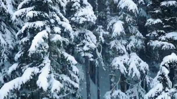 Воздушный зимний лес со снегопадом — стоковое видео