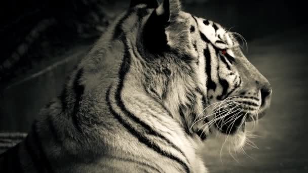 Tiger mit leuchtend orangen Augen