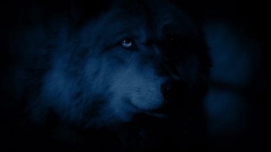 Gece ormanda kurt uyarı