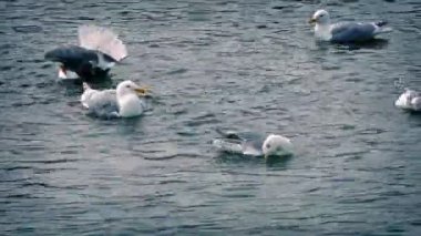 Martılar suda tadını çıkarma