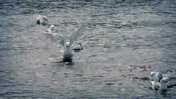 Mewy nurkowania i latające Off — Wideo stockowe