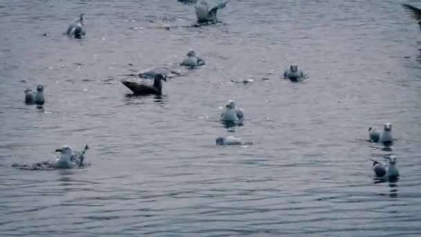 Mouettes bousculant pour la nourriture sur l'eau — Video