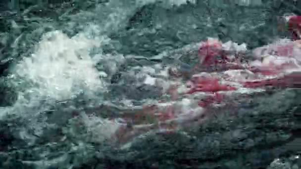 血液在湍急河流 — 图库视频影像