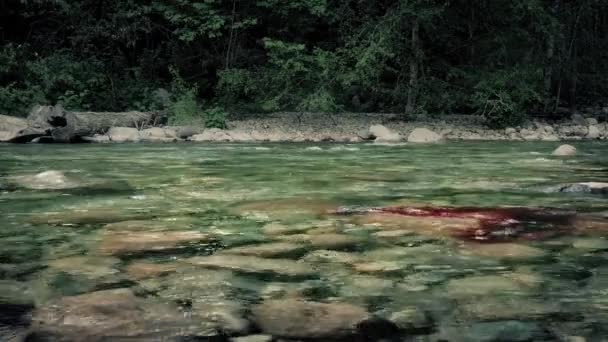 Sangre en río por el bosque — Vídeo de stock