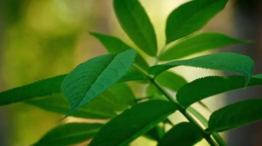 Bitki Breeze orman sığ odak