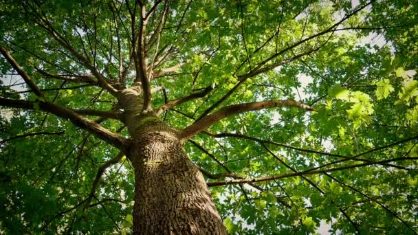 Mirando hacia arriba en el dosel del árbol en el día soleado — Vídeo de stock