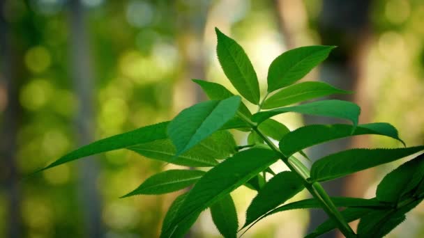 Planta de hoja en el bosque de la tarde — Vídeo de stock