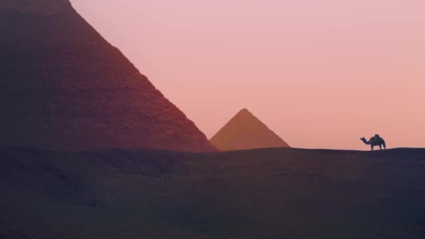 Верблюд гуляет по неопрятным пирамидам — стоковое видео