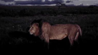 Aslan Afrika - Vintage 8mm