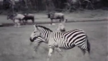 Zebralar ve antilop - Vintage 8mm