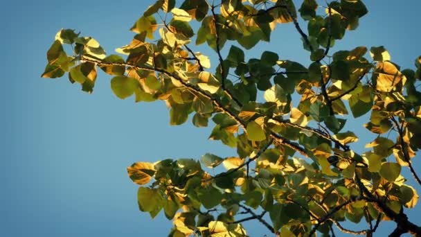 Дерево під вітром на заході сонця — стокове відео