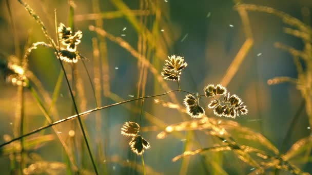 Herbe attraper la lumière du coucher du soleil avec des insectes — Video