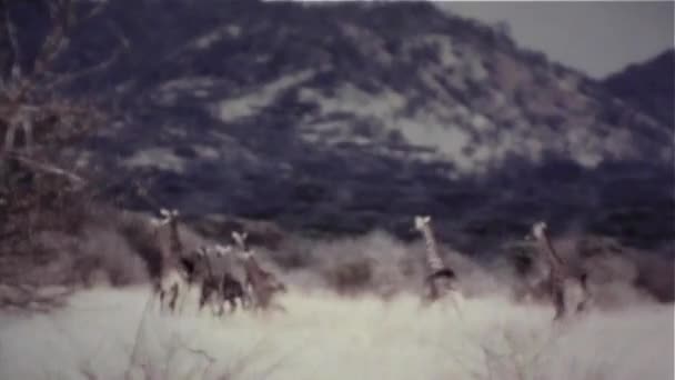 平原 - ビンテージ 8 mm 実行しているキリンのグループ — ストック動画