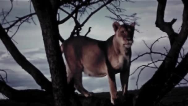 Weibchen Löwe oben Baum - Jahrgang 8mm — Stockvideo