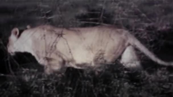 Samice lva chodí kolem leze strom - ročník 8mm — Stock video