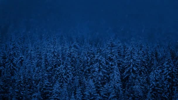 Foresta con neve che cade di notte — Video Stock