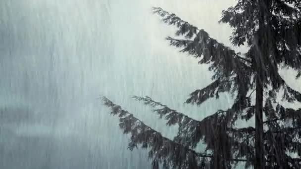 L'arbre oscille sous le vent et la pluie — Video