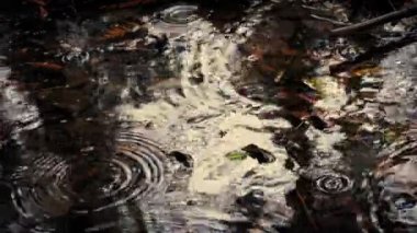 Yağmur Orman Havuzu 'nda Dalgalanma Yapıyor