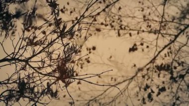 Yağmur, Yansıyan Ağaçlar Havuzu Damlatıyor