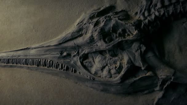 Jurassic Fish Fossil Moving Shot — Stock Video