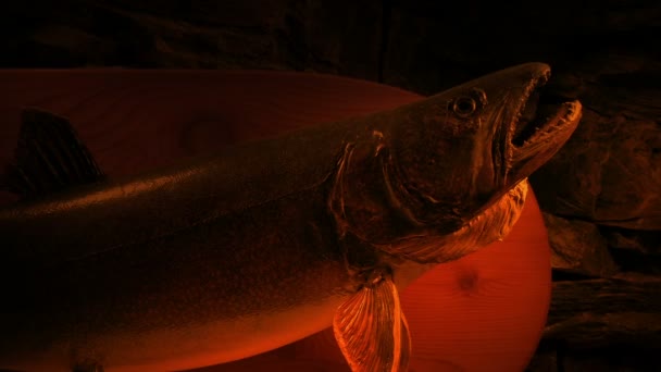 Trofej Ryby Nad Krbem Pohybující Výstřel — Stock video