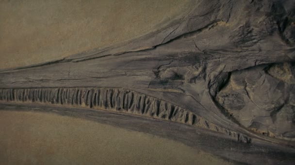 Vorbei Ichthyosaurier Dinosaurier Fisch Fossil — Stockvideo