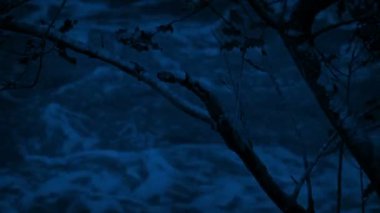 Gece Dallar Arasında Öfkeli Nehir Görüldü