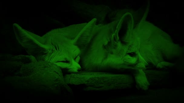 Nachtzicht Cave Fox Couple Den — Stockvideo
