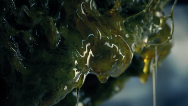 Slimy Crescimento Alienígena Gotejamento Closeup — Vídeo de Stock