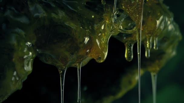 Slime Dripping Mutant Organism Closeup — Video Stock