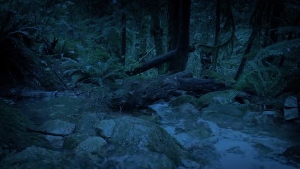 Cruzando Río Por Ladera Del Bosque Por Noche — Vídeo de stock